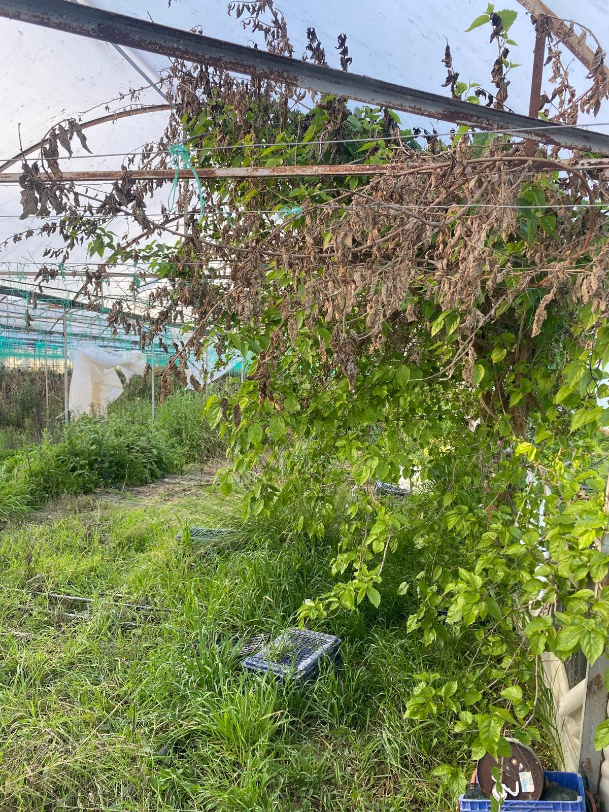 Kaş Uğrar'da Ev & Sera İmkanlı 33.191m² Satılık Arazi