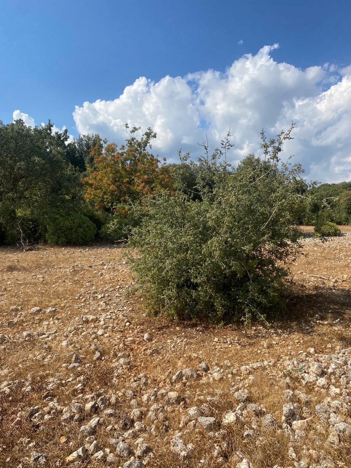 Kaş Pınarbaşı mah. uygun fiyatlı tarla