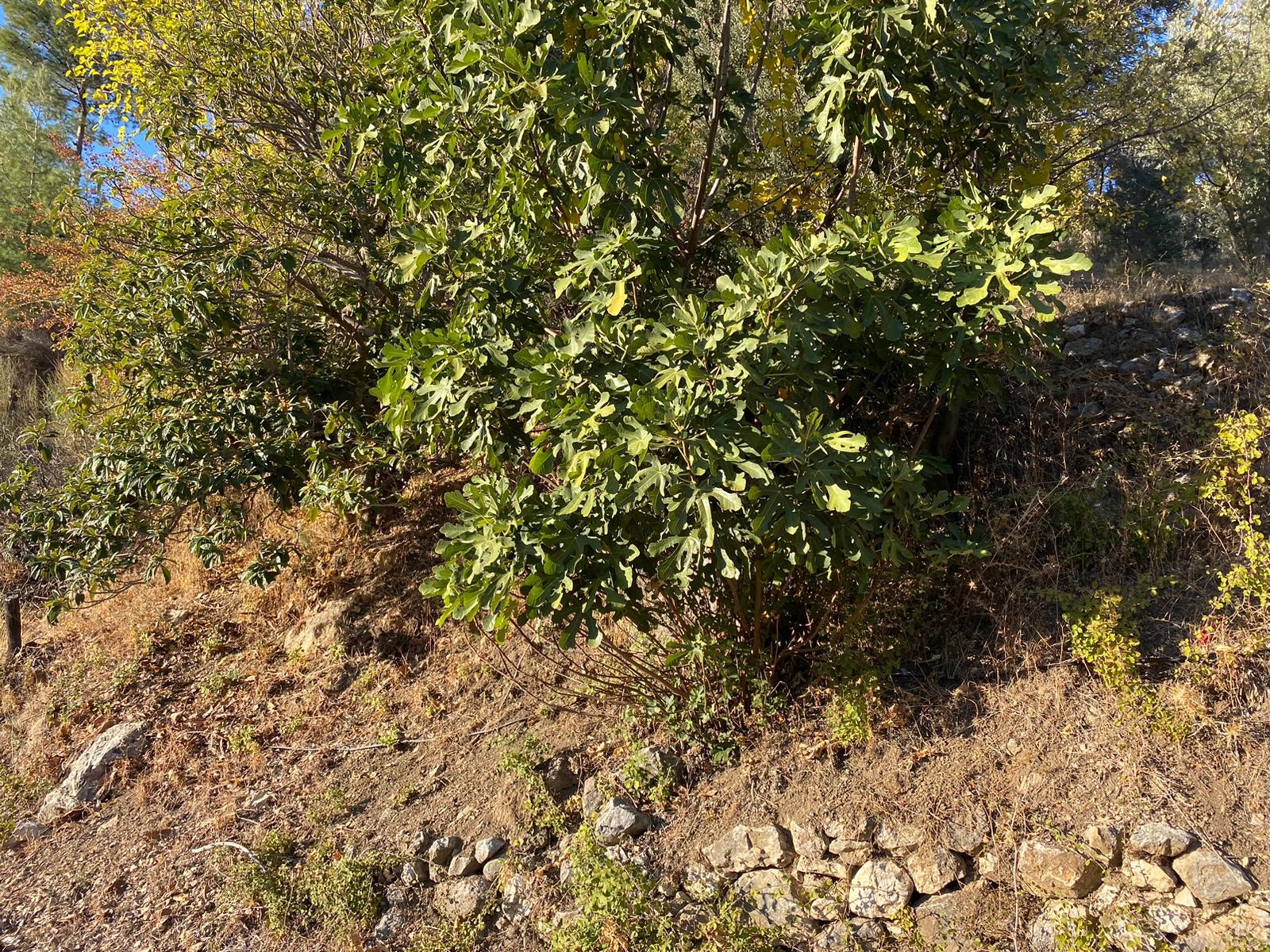 Kaş Beldibi'nde Doğa Manzaralı Satılık Tarla (3735 m²)