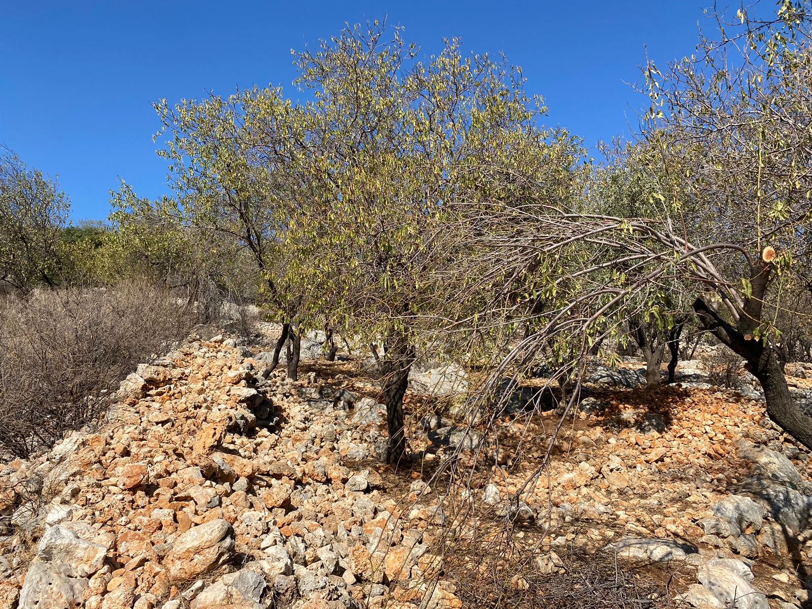 Kaşın gözde köylerinden Bayındır Asar mevkiinde deniz manzaralı arsa