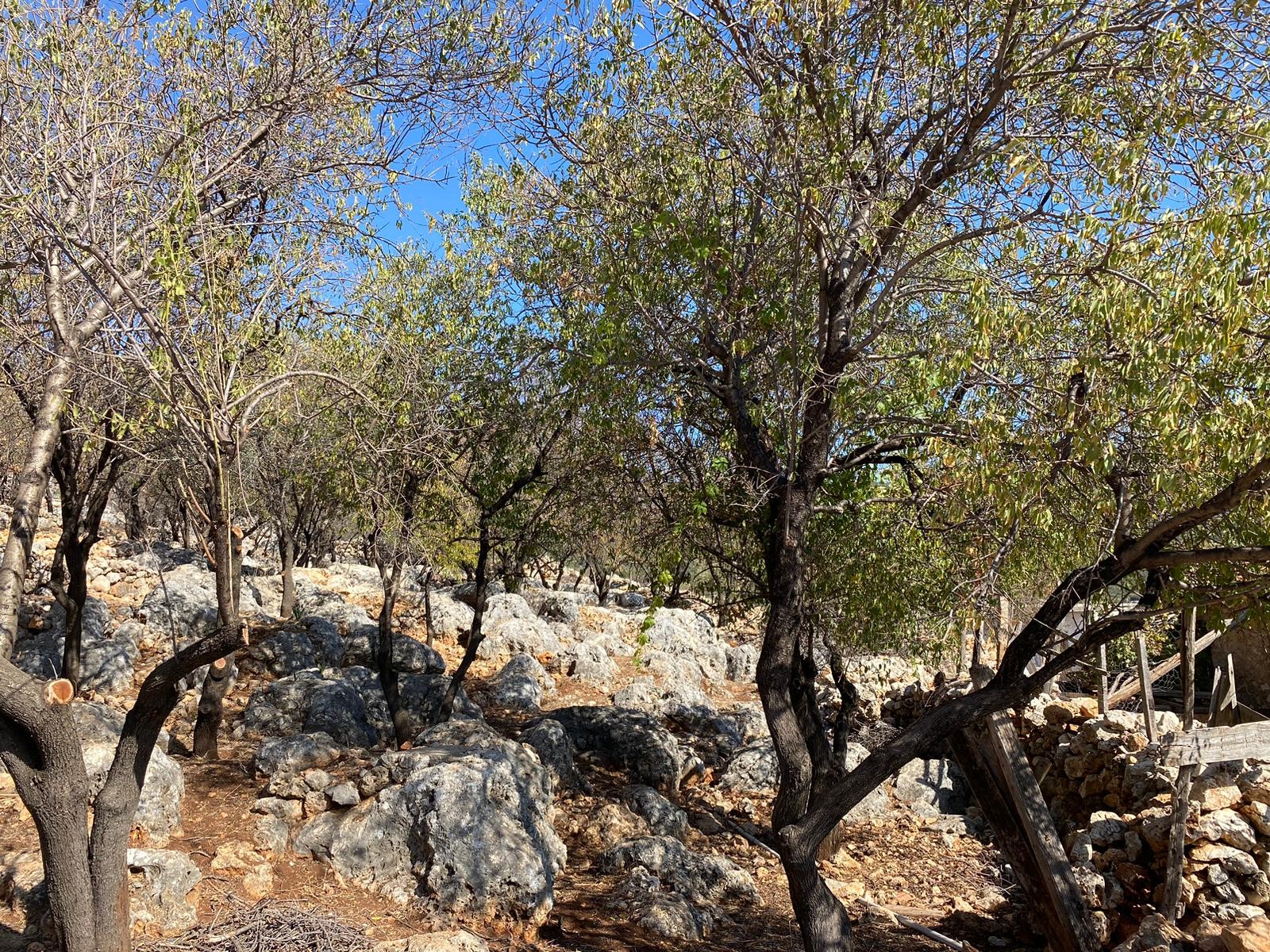 Kaşın gözde köylerinden Bayındır Asar mevkiinde deniz manzaralı arsa