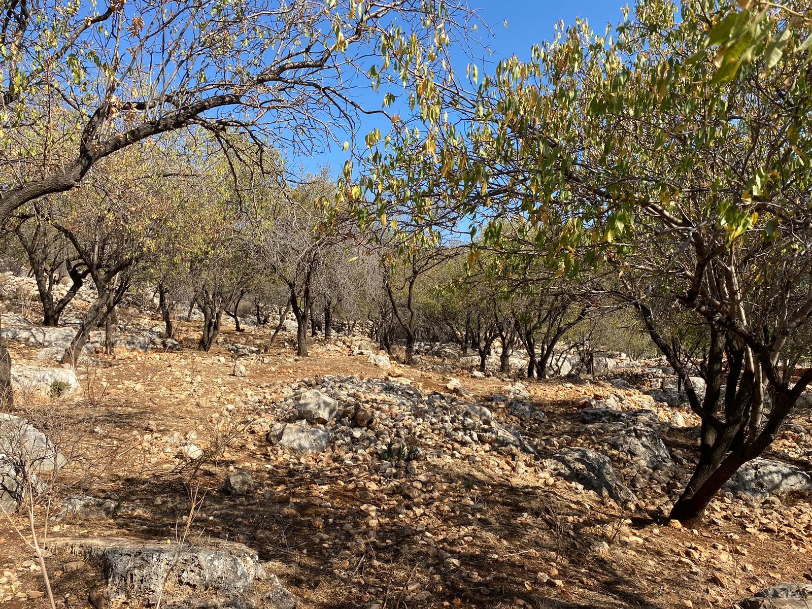 Kaşın gözde köylerinden Bayındır Asar mevkiinde deniz manzaralı arsa