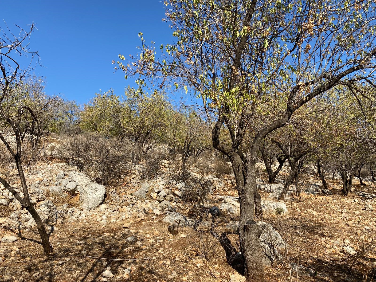 Kaşın gözde köylerinden Bayındır Asar mevkiinde deniz manzaralı arsa