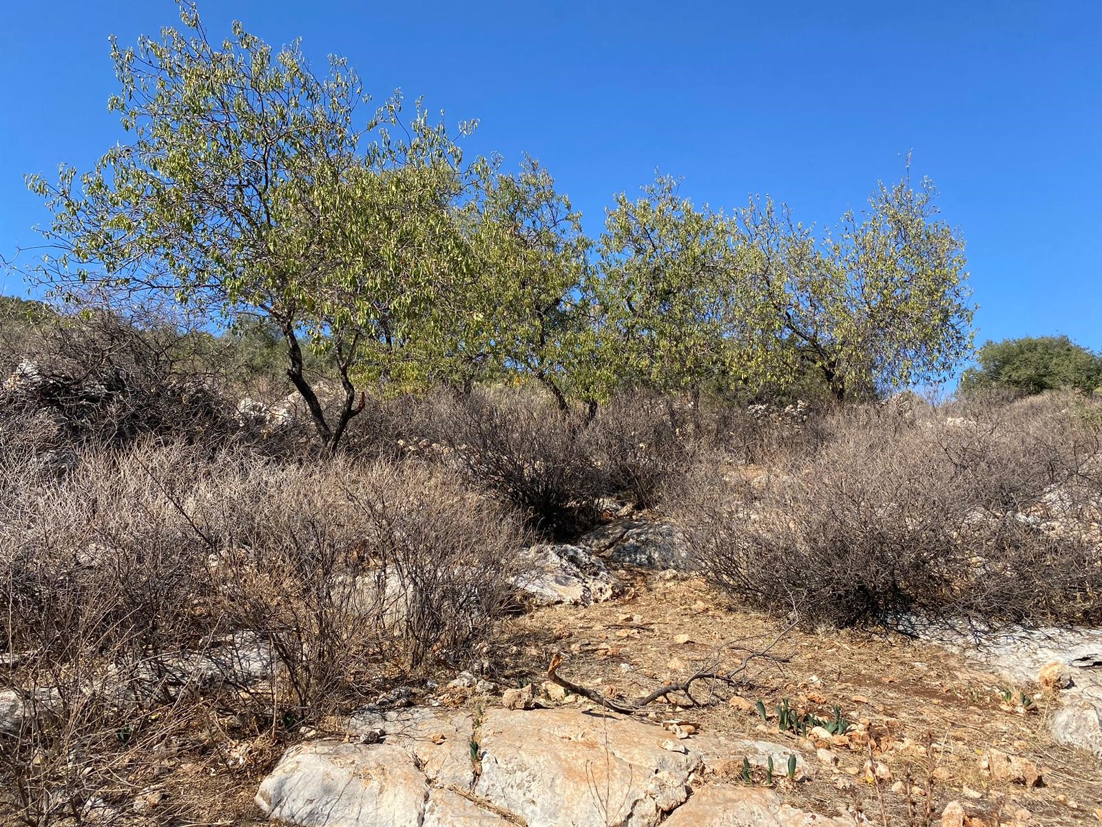 Kaşın gözde köylerinden Bayındır Asar mevkiinde deniz manzaralı arsa
