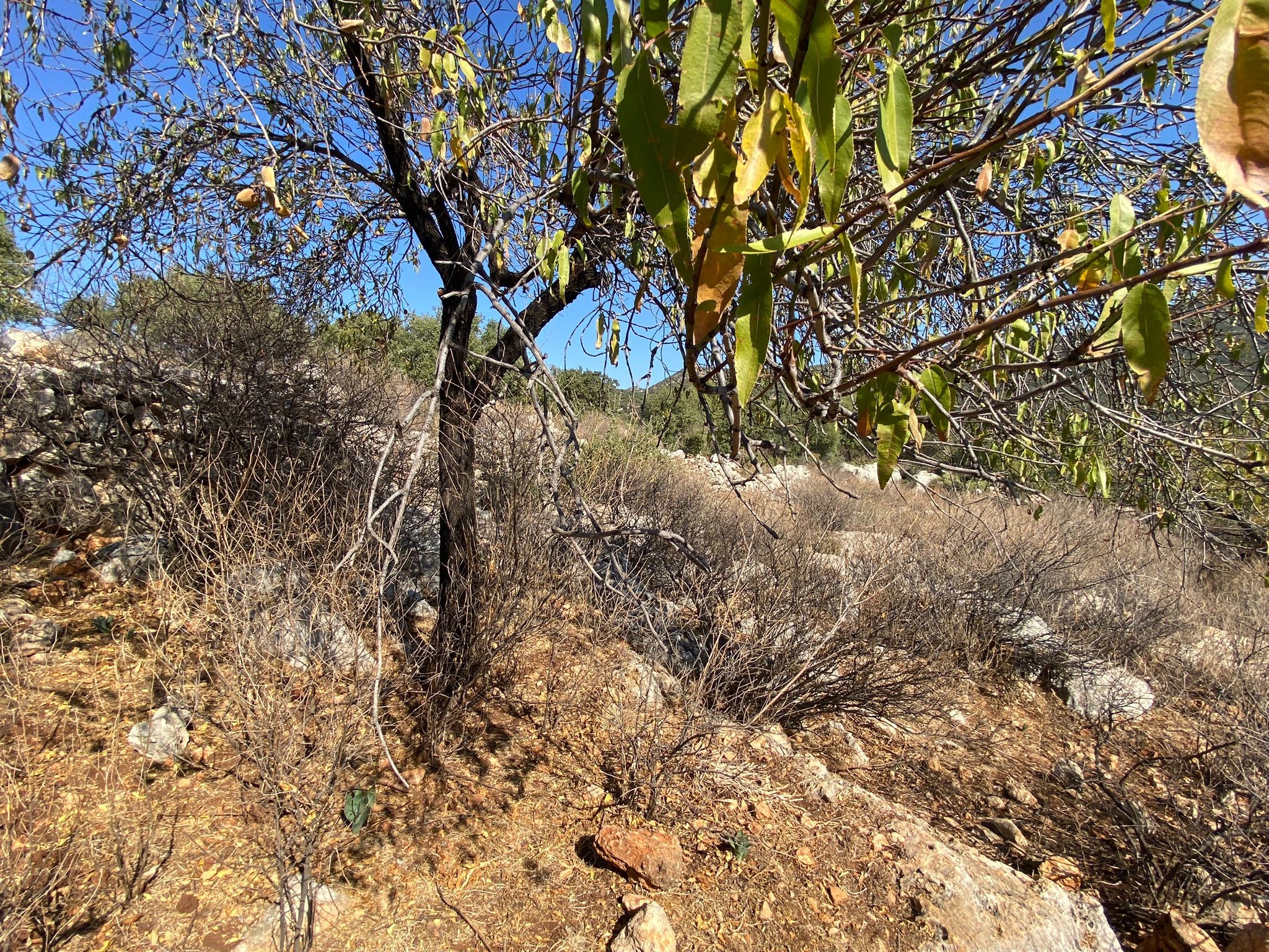 Kaşın gözde köylerinden Bayındır Asar mevkiinde deniz manzaralı arsa
