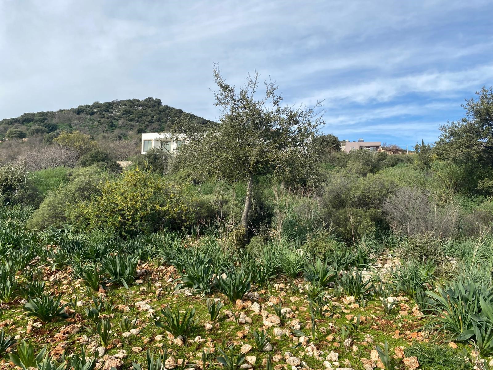 İMARI ONAYLANMIŞ  Satılık Tarla