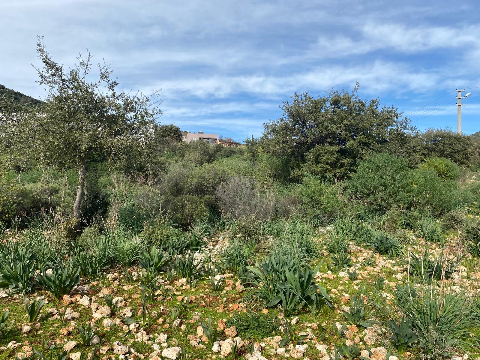 İMARI ONAYLANMIŞ  Satılık Tarla