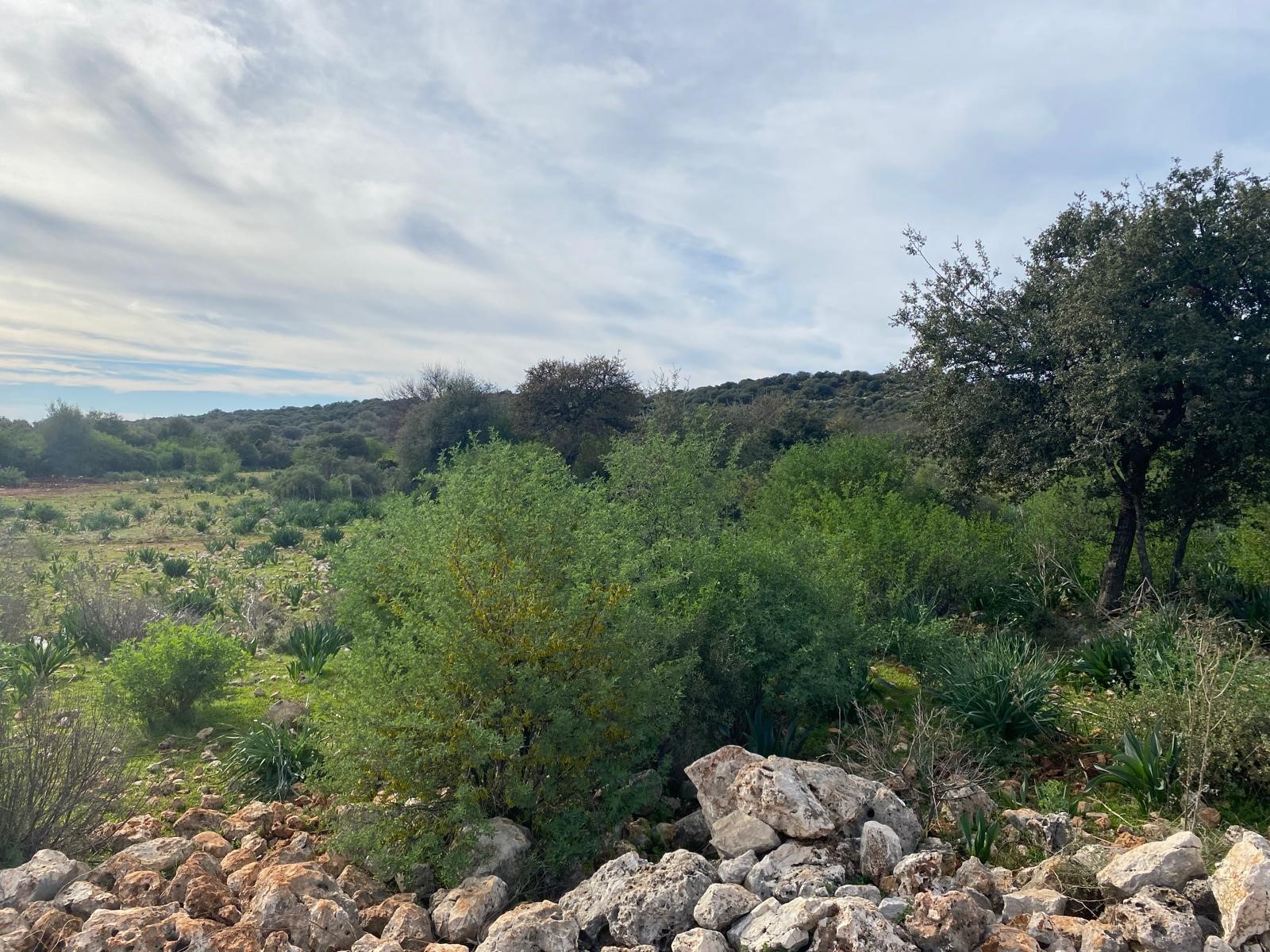 İMARI ONAYLANMIŞ  Satılık Tarla